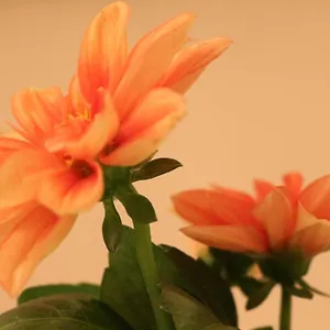 Appartamento Haus Mandarina Croazia
